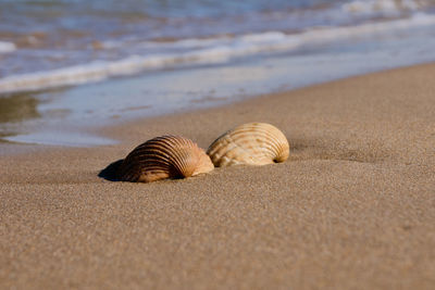 Close-up of seashell on beach