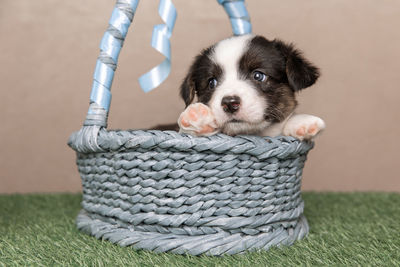 Portrait of dog in basket