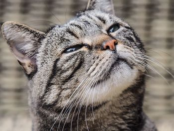 Close-up of a cat looking away