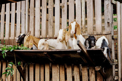 Group of goats sitting on wooden ledge