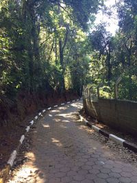 Walkway amidst trees