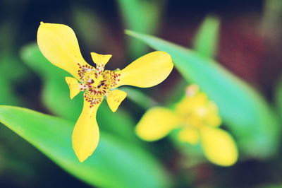 Close-up of yellow flowering plant