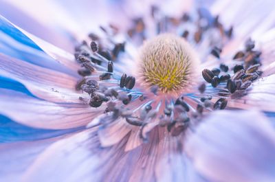 Macro shot of purple flowering plant