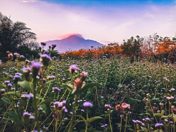 Close-up of purple flowering plants on field against sky