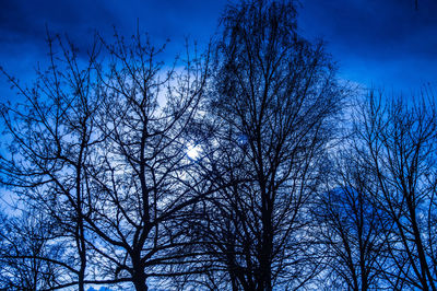 Low angle view of bare trees against blue sky