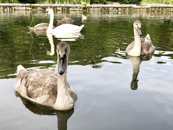 Swan swimming on lake