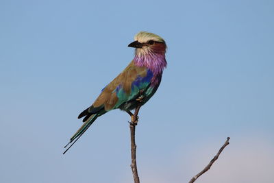 Low angle view of bird perching on branch against sky