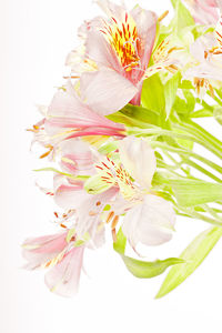 Close-up of pink flowering plant against white background