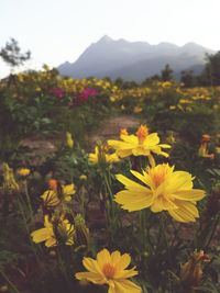 Close-up of yellow flowers blooming in field