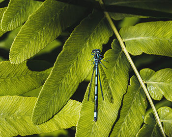 Close-up of insect on leaves