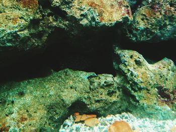 High angle view of turtle in water