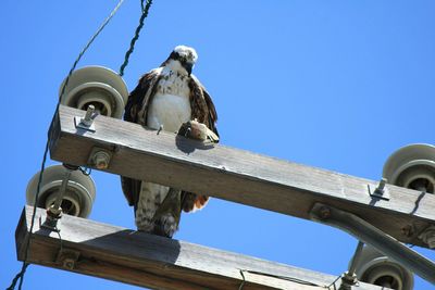 Low angle view of bird perching on wooden structure against clear blue sky