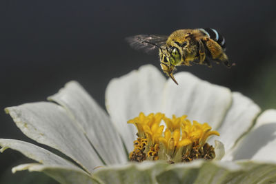 Close-up of bee over flower