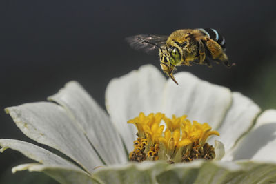 Close-up of bee pollinating on yellow flower