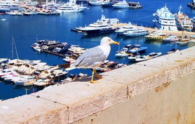 Sea gull bird in sunny monaco