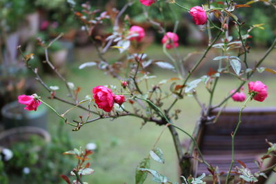 Close-up of pink flowering plant