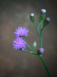 Close-up of purple flowers blooming outdoors