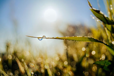 Close-up of water drops on leaf