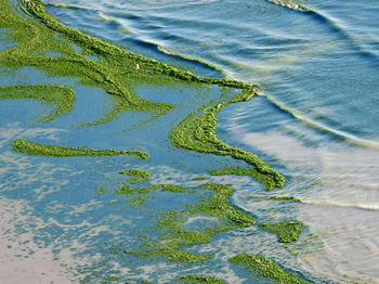 Full frame shot of sea shore with algae