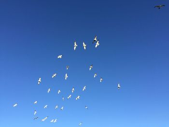 Low angle view of birds flying in sky