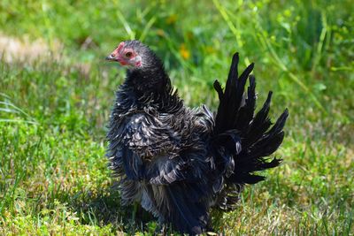 Close-up of a bird on field