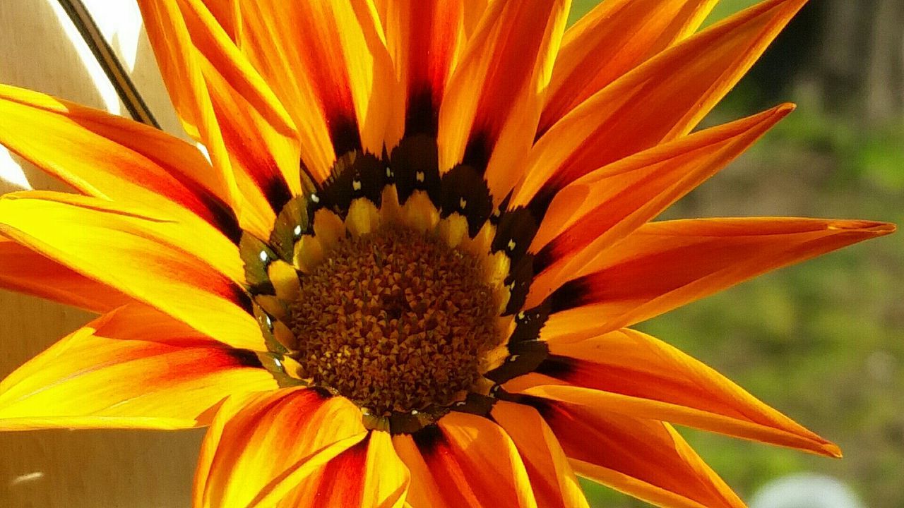 flower, petal, flower head, freshness, fragility, pollen, close-up, yellow, beauty in nature, growth, blooming, focus on foreground, nature, single flower, orange color, sunflower, plant, stamen, in bloom, no people