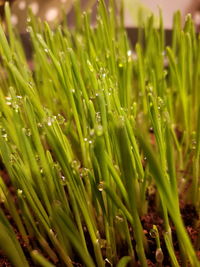 Full frame shot of wet grass