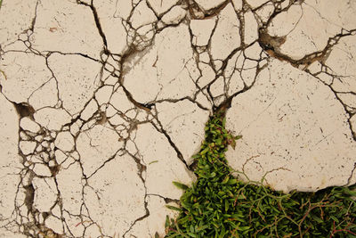 High angle view of plants growing on land