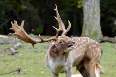 Deer in a field