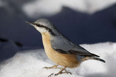 Close-up of bird perching on snow