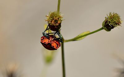 Close-up of insect on flower