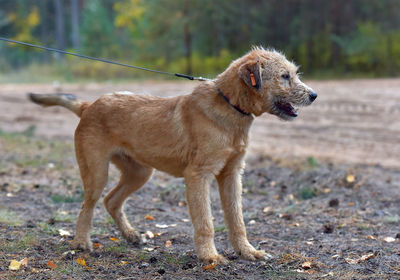 Dog looking away on field