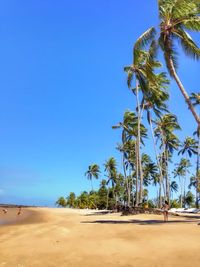 Palm trees on beach