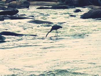 Bird on rock in water at beach