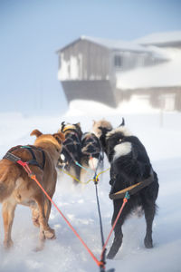 A beautiful husky dog team pulling a sled in beautiful norway morning scenery. 