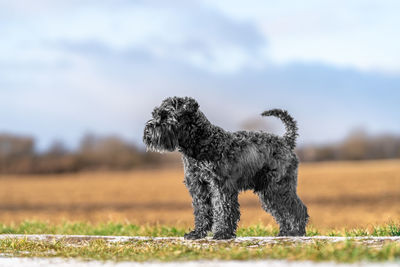 Dogs running on field against sky