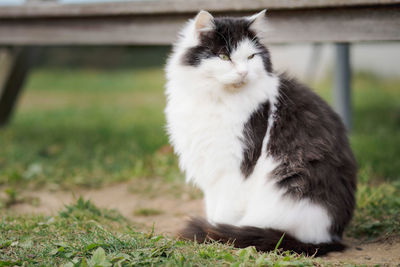 Cat sitting on a field