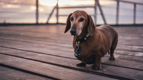 Close-up of dog standing on pier