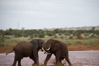animal themes