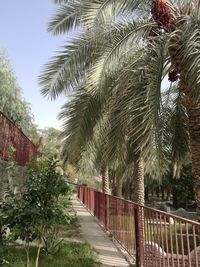Footpath amidst trees