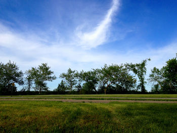Trees on field against sky