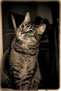 Close-up of a cat looking away