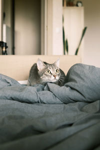 A domestic striped gray cat hunts sitting on the bed. the cat in the home interior. 