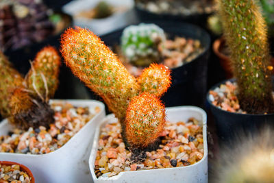 High angle view of succulent plant in market