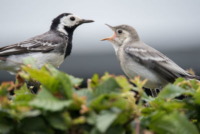 Close-up of birds perching on plant