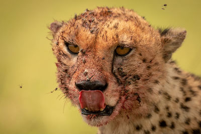 Close-up of flies buzzing around bloody cheetah