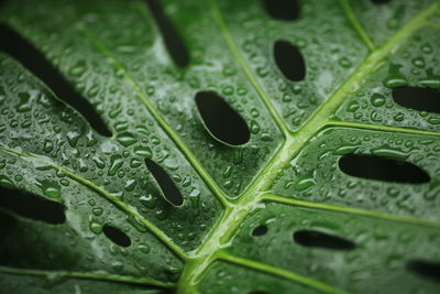 Full frame shot of wet leaf during rainy season