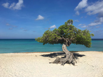 Tree on shore at beach against sky during sunny day