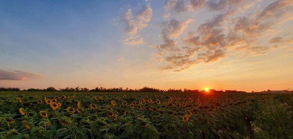 Scenic view of field against sky during sunset