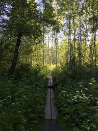 Walkway amidst trees in forest